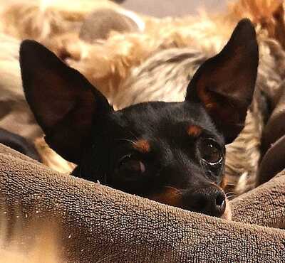 CESSY, Rattlermix - Hündin