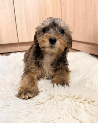 CHANDLER sucht Dackel-Fans 💙💙💙