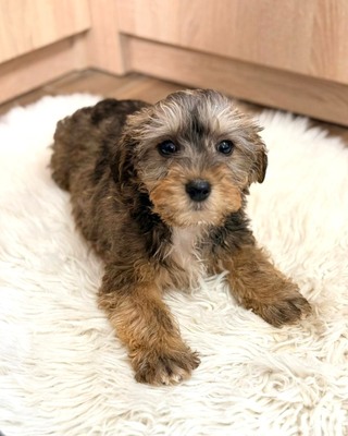 CHANDLER sucht Dackel-Fans 💙💙💙, Rauhaar-Dackel-Mischling Welpen - Rüde