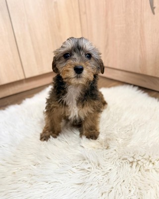 CHANDLER sucht Dackel-Fans 💙💙💙, Rauhaar-Dackel-Mischling Welpen - Rüde