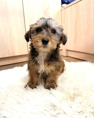CHANDLER sucht Dackel-Fans 💙💙💙, Rauhaar-Dackel-Mischling Welpen - Rüde