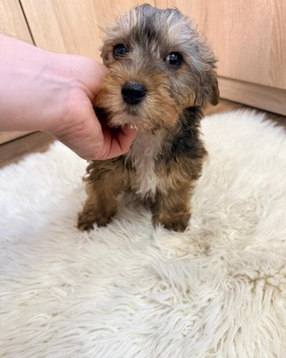 CHANDLER sucht Dackel-Fans 💙💙💙, Rauhaar-Dackel-Mischling Welpen - Rüde