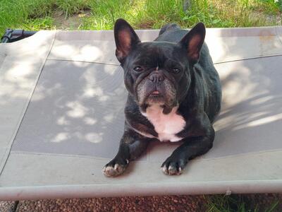 CHARLOTTE, franz.Bulldogge - Hündin