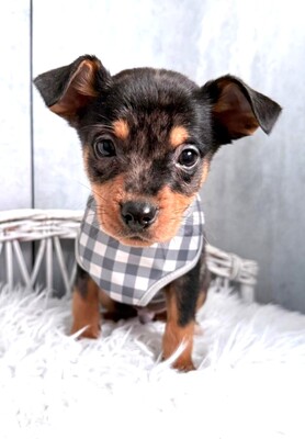 CHASE sucht Menschen mit Herz…