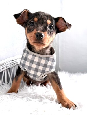 CHASE sucht Menschen mit Herz…, Dackel-Chihuahua-Mischling Welpen - Rüde