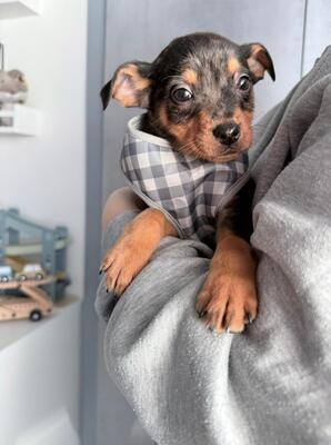 CHASE sucht Menschen mit Herz…, Dackel-Chihuahua-Mischling Welpen - Rüde