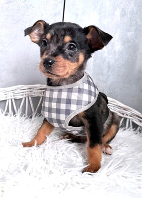 CHASE sucht Menschen mit Herz…, Dackel-Chihuahua-Mischling Welpen - Rüde