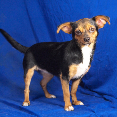 CHERRY - R E S E R V I E R T !!!!! sehr lieb und anhänglich, lebhaft, neugierig, gelehrig, Chihuahua Mischling - Hündin