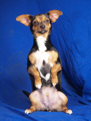 CHERRY - R E S E R V I E R T !!!!! sehr lieb und anhänglich, lebhaft, neugierig, gelehrig, Chihuahua Mischling - Hündin