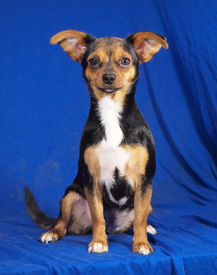 CHERRY - sehr lieb und anhänglich, lebhaft, neugierig, gelehrig