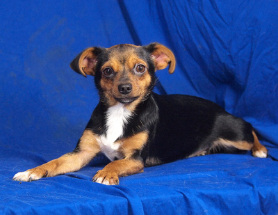 CHERRY - sehr lieb und anhänglich, lebhaft, neugierig, gelehrig, Chihuahua Mischling - Hündin