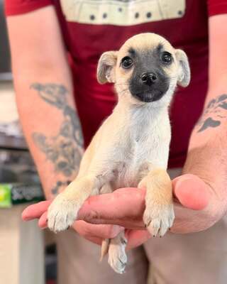 CHERRY sucht bald ihre neue Familie…💜💜💜, Chihuahua-Mischling Welpen - Hündin