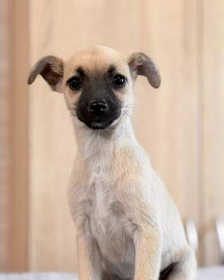 CHERRY sucht bald ihre neue Familie…💜💜💜, Chihuahua-Mischling Welpen - Hündin