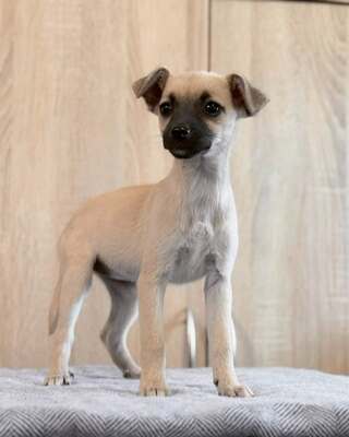 CHERRY sucht bald ihre neue Familie…💜💜💜, Chihuahua-Mischling Welpen - Hündin