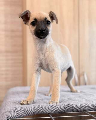CHERRY sucht bald ihre neue Familie…💜💜💜, Chihuahua-Mischling Welpen - Hündin