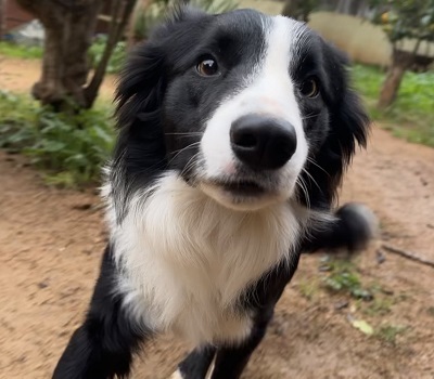 CHESTER CH56, Border Collie - Rüde