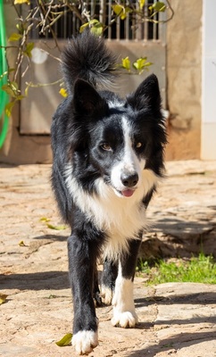 CHESTER CH56, Border Collie - Rüde