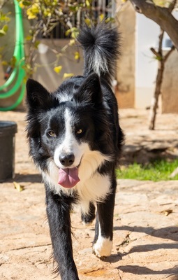 CHESTER CH56, Border Collie - Rüde