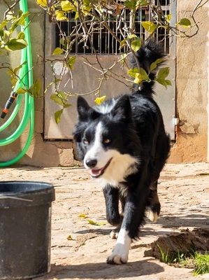 CHESTER CH56, Border Collie - Rüde