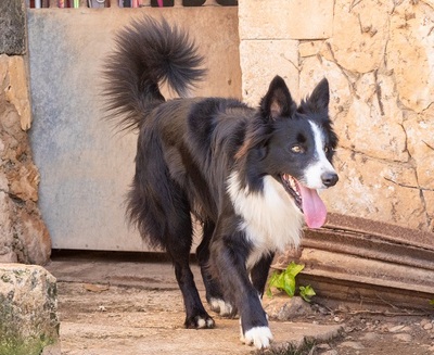 CHESTER CH56, Border Collie - Rüde