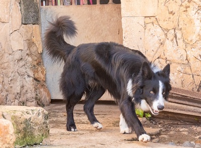 CHESTER CH56, Border Collie - Rüde