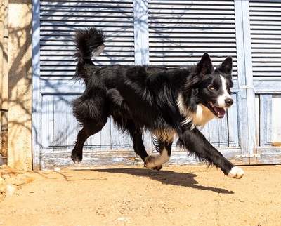 CHESTER CH56, Border Collie - Rüde