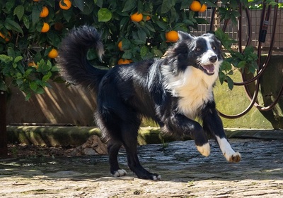 CHESTER CH56, Border Collie - Rüde