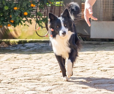 CHESTER CH56, Border Collie - Rüde