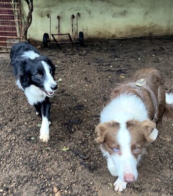 CHESTER CH56, Border Collie - Rüde