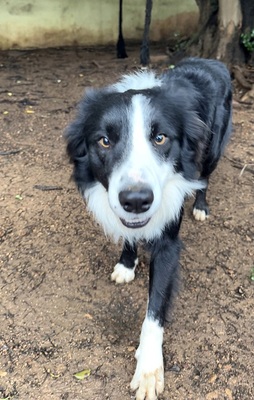 CHESTER CH56, Border Collie - Rüde