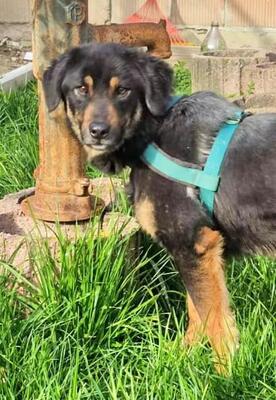 CHESTER - R E S E R V I E R T !!!!! sehr gutmütig und freundlich, liebt alle Menschen, verschmust, temperamentvoll, lebhaft, gelehrig, Mischling (Video auf HP) - Rüde