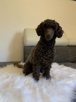 CHI-Poo Welpen - Hündin