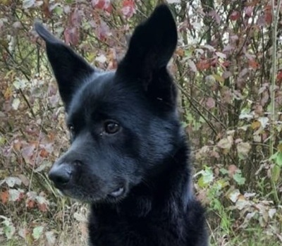 CHICCO, Labrador-Husky-Mischling - Rüde