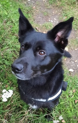 CHICCO, Labrador-Husky-Mischling - Rüde