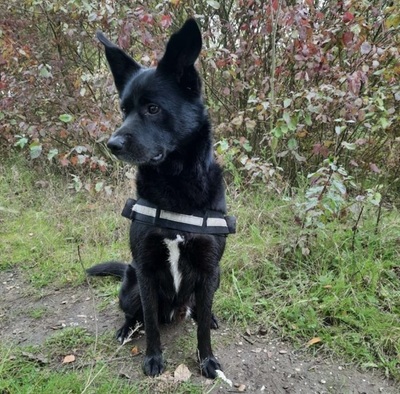 CHICCO, Labrador-Husky-Mischling - Rüde