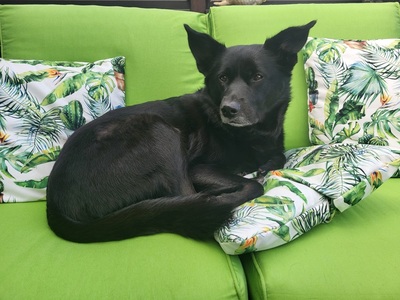 CHICCO, Labrador-Husky-Mischling - Rüde