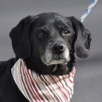 CHICO - Ubeda - NOTFALL!!!, Beaglemischling - unkastriert - Rüde