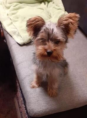 CHICO, Yorkiemix - Rüde