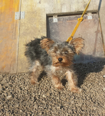 CHICO, Yorkiemix - Rüde