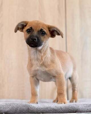 CHIEF sucht liebevolle Familie… 💙💙💙, Chihuahua-Mischling Welpen - Rüde