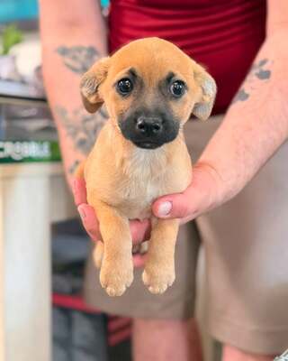 CHIEF sucht liebevolle Familie… 💙💙💙, Chihuahua-Mischling Welpen - Rüde