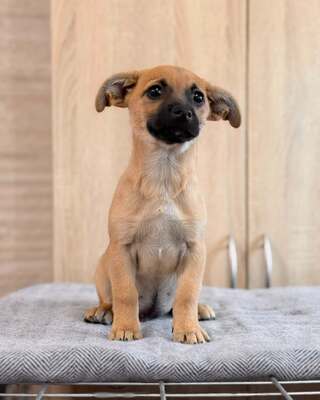CHIEF sucht liebevolle Familie… 💙💙💙, Chihuahua-Mischling Welpen - Rüde