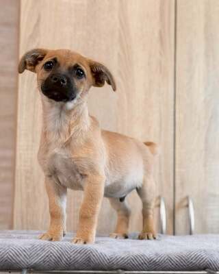 CHIEF sucht liebevolle Familie… 💙💙💙, Chihuahua-Mischling Welpen - Rüde