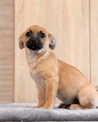 CHIEF sucht liebevolle Familie… 💙💙💙, Chihuahua-Mischling Welpen - Rüde
