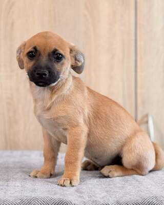 CHIEF sucht liebevolle Familie… 💙💙💙, Chihuahua-Mischling Welpen - Rüde