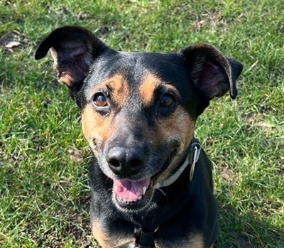 CHILI, Mischling - Rüde