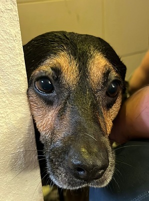 CHILI, Mischling - Rüde