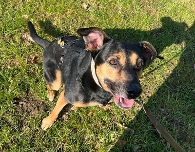 CHILI, Mischling - Rüde