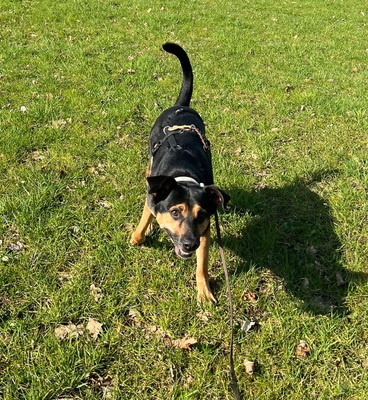 CHILI, Mischling - Rüde