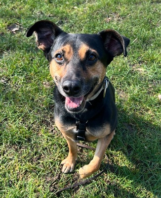 CHILI, Mischling - Rüde